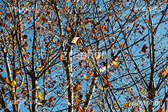 冬の気配,枯れ木,枯木,枯れ葉,枯葉,落ち葉,落葉,枯,冬,秋,自然,草木,植物,フルサイズ撮影