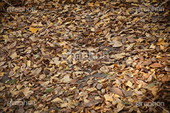 落ち葉,落葉,黄葉,秋,色づく,枯葉,枯れ,葉,葉っぱ,autumn,フルサイズ撮影