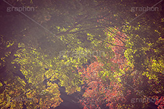 紅葉,もみじ,色づく,自然,植物,木々,秋,草木,レトロ,ヴィンテージ,vintage,japan,autumn,フルサイズ撮影