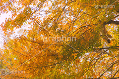 紅葉,もみじ,色づく,自然,植物,木々,秋,草木,絵画,japan,autumn,フルサイズ撮影