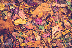 カラフルな落ち葉,色とりどり,カラフル,落ち葉,落葉,黄葉,秋,色づく,枯葉,枯れ,葉,葉っぱ,autumn,フルサイズ撮影
