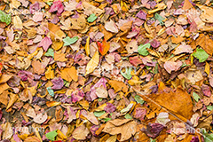 カラフルな落ち葉,色とりどり,カラフル,落ち葉,落葉,黄葉,秋,色づく,枯葉,枯れ,葉,葉っぱ,autumn,フルサイズ撮影