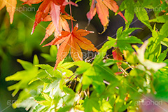 もみじ,真っ赤,色づく,紅葉,自然,植物,木々,秋,季語,草木,japan,autumn,フルサイズ撮影