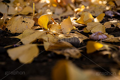 地面に落ちたイチョウの葉,落ち葉,落ちる,落葉,葉,枯れ葉,枯葉,いちょう,イチョウ,銀杏,地面,秋,紅葉,autumn,フルサイズ撮影