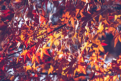 紅葉,秋,かえで,楓,ヴィンテージ,ビンテージ,レトロ,お洒落,おしゃれ,オシャレ,味わい,懐かしい,autumn