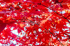 真っ赤なモミジ,もみじ,真っ赤,色づく,紅葉,自然,植物,木々,秋,赤,季語,草木,japan,autumn