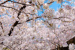 桜と青空,さくら,桜,ソメイヨシノ,そめいよしの,春,フラワー,青空,花見,満開,空,blossom,japan,spring,flower