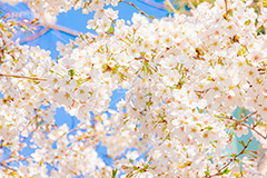 桜,さくら,サクラ,花見,お花見,花,お花,フラワー,はな,ソメイヨシノ,そめいよしの,綺麗,きれい,キレイ,咲,春,パステル,ナチュラル,癒し,natural,pastel,blossom,japan,flower,spring,フルサイズ撮影