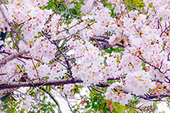 桜,さくら,サクラ,花見,お花見,花,お花,フラワー,はな,ソメイヨシノ,そめいよしの,綺麗,きれい,キレイ,咲,春,パステル,ナチュラル,癒し,natural,pastel,blossom,japan,flower,spring,フルサイズ撮影