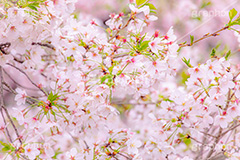 春の終わり,葉桜,桜,さくら,サクラ,散る,花,お花,フラワー,はな,ソメイヨシノ,そめいよしの,春,寂しい,哀愁,blossom,japan,flower,spring,フルサイズ撮影