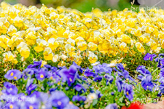 春の花壇,花壇,花畑,花,お花,フラワー,はな,咲,春,花弁,綺麗,きれい,キレイ,パンジー,flower,spring,フルサイズ撮影