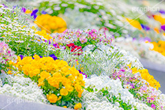 春の花壇,花壇,花畑,花,お花,フラワー,はな,咲,春,花弁,綺麗,きれい,キレイ,パンジー,デイジー,flower,spring,フルサイズ撮影