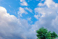 迫る雨雲,雨雲,ゲリラ豪雨,豪雨,積乱雲,雲,空,現象,空/天気,お天気,天気,怪しい,木々,sky,フルサイズ撮影