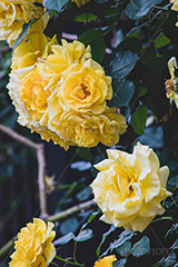 黄色い薔薇,バラ,薔薇,花,お花,フラワー,ローズ,園芸種,灌木,低木,つる植物,春,flower,rose,spring,フルサイズ撮影