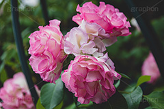 ピンクの薔薇,バラ,薔薇,花,お花,フラワー,ローズ,園芸種,灌木,低木,つる植物,春,flower,rose,spring,フルサイズ撮影