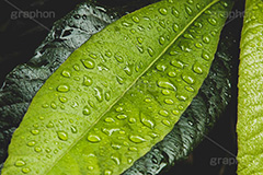 葉に雨粒,雨,あめ,雨の日,草,植物,水滴,雨粒,小雨,梅雨,つゆ,レイン,アジサイ,自然,rain,フルサイズ撮影