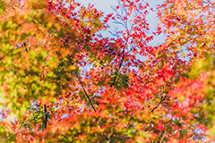 秋の気配,紅葉,こうよう,もみじ,モミジ,japan,autumn,フルサイズ撮影