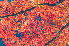 真っ赤なモミジ,もみじ,楓,かえで,カエデ,真っ赤,色づく,紅葉,自然,植物,木々,秋,赤,季語,草木,japan,autumn,フルサイズ撮影