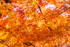 紅葉,もみじ,楓,かえで,カエデ,色づく,自然,植物,木々,秋,赤,季語,草木,japan,autumn,フルサイズ撮影