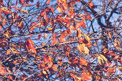 秋の気配,枯れ葉,枯葉,枯れ木,自然,植物,木々,秋,草木,japan,autumn,フルサイズ撮影