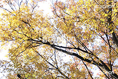 紅葉,こうよう,もみじ,モミジ,紅葉狩り,黄葉,落葉広葉樹,カエデ科,秋,季語,色づく,キレイ,きれい,綺麗,照紅葉,照葉,japan,autumn