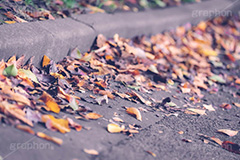 落ち葉,落ちる,落葉,葉,葉っぱ,はっぱ,枯れ葉,枯葉,道路,路肩,秋の気配,ナチュラル,自然,natural,leaf,autumn,フルサイズ撮影