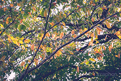秋の気配,枯れ葉,枯葉,枯れ木,自然,植物,木々,秋,草木,japan,autumn,フルサイズ撮影