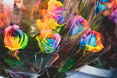 レインボーローズ,バラ,薔薇,フラワー,ローズ,花,お花,花屋,レインボー,虹色,カラフル,flower,rose,rainbow,colorful,フルサイズ撮影