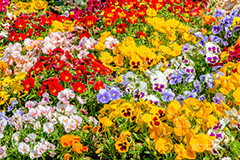 春の花壇,花壇,花畑,花,お花,フラワー,はな,咲,春,花弁,綺麗,きれい,キレイ,パンジー,flower,spring