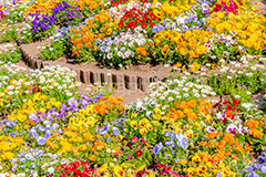 春の花壇,花壇,花畑,花,お花,フラワー,はな,咲,春,花弁,綺麗,きれい,キレイ,パンジー,flower,spring