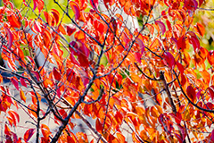 秋の気配,秋,紅葉,葉,葉っぱ,哀愁,autumn,leaf,フルサイズ撮影