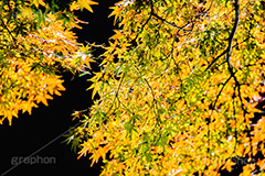 秋の気配,楓,かえで,秋,紅葉,葉,葉っぱ,色づく,autumn,leaf,フルサイズ撮影