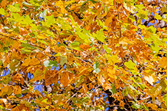 秋の気配,秋,紅葉,葉,葉っぱ,枯れ,哀愁,autumn,leaf,フルサイズ撮影