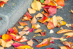 秋の気配,道路の落葉,路肩,落ち葉,落葉,枯れ葉,枯葉,葉っぱ,葉,はっぱ,枯れる,自然,植物,秋,道路,アスファルト,フルサイズ撮影