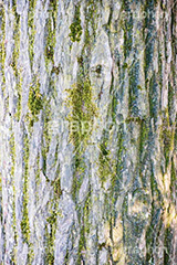 木の幹,幹,苔,コケ,こけ,自然,木々,草木,テクスチャ,テクスチャー,natural,spiritual,texture,フルサイズ撮影