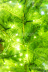光り輝くクリスマスツリー,クリスマスツリー,イルミネーション,イルミ,電飾,電球,発光ダイオード,冬,キラキラ,綺麗,きれい,キレイ,煌,輝,デート,クリスマス,飾り,デコレーション,イベント,モミの木,もみの木,オーナメント,illumination,tree,LED,CHRISTMAS,Xmas,ornament,フルサイズ撮影