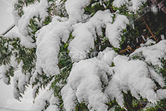 木々に積もる雪,雪,ゆき,積,木々,冬,降る,積雪,snow,winter,フルサイズ撮影