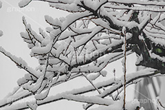 木々に積もる雪,雪,ゆき,積,木々,枯れ木,冬,降る,積雪,snow,winter,フルサイズ撮影