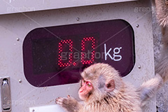 体重測定,体重,猿,さる,サル,動物,どうぶつ,動物園,アニマル,モンキー,干支,申,animal,zoo,monkey