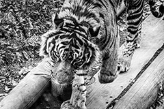 迫るトラ,威嚇するトラ,寅,虎,トラ,干支,凶暴,狩り,縞模様,食肉,ネコ科,ヒョウ属,獲物,タイガー,威嚇,動物園,tiger,animal
