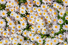 白いデイジー,白い,ホワイト,花,お花,フラワー,はな,デージー,ミニマーガレット,スノーデイジー,キク科,多年草,咲,春,花弁,綺麗,きれい,キレイ,white,flower,spring,フルサイズ撮影