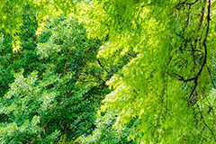 新緑の楓,楓,かえで,カエデ,新緑,草木,自然,青々,緑,葉,公園,初夏,立秋,青空,park,natural,leaf