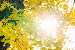 いちょうの木,いちょうの葉,いちょう,イチョウ,銀杏,逆光,フレア,紅葉,こうよう,もみじ,モミジ,紅葉狩り,黄葉,落葉広葉樹,カエデ科,秋,季語,色づく,キレイ,きれい,綺麗,照紅葉,照葉,青空,japan,autumn,flare,フルサイズ撮影