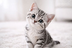 アメリカンショートヘアの子猫,不思議,首傾げ,何,ねこ,ネコ,猫,子猫,キャット,アメリカンショートヘア,アメショ,かわいい,カワイイ,可愛い,キュート,ペット,動物,cute,pet,cat,AI生成素材