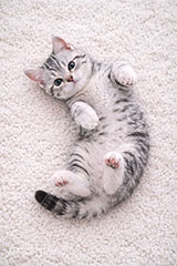 アメリカンショートヘアの子猫,寝転び,休憩,昼寝,ゴロゴロ,ごろごろ,ねこ,ネコ,猫,子猫,キャット,アメリカンショートヘア,アメショ,かわいい,カワイイ,可愛い,キュート,ペット,動物,cute,pet,cat,AI生成素材