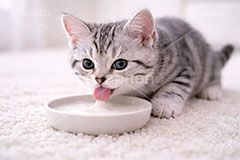 アメリカンショートヘアの子猫,エサの時間,エサ,ミルク,ペロペロ,ぺろぺろ,ねこ,ネコ,猫,子猫,キャット,アメリカンショートヘア,アメショ,かわいい,カワイイ,可愛い,キュート,ペット,動物,cute,pet,cat,AI生成素材