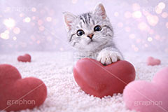 ハート,愛,恋,バレンタインデー,バレンタイン,アメリカンショートヘアの子猫,ねこ,ネコ,猫,子猫,キャット,アメリカンショートヘア,アメショ,かわいい,カワイイ,可愛い,キュート,ペット,動物,cute,pet,cat,valentine,present,heart,AI生成素材