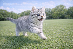 散歩,走る,芝生,公園,アメリカンショートヘアの子猫,ねこ,ネコ,猫,子猫,にゃー,ニャー,キャット,アメリカンショートヘア,アメショ,はしゃぐ,かわいい,カワイイ,可愛い,キュート,ペット,飼い主,動物,cute,pet,cat,AI生成素材