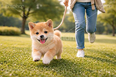 お散歩,散歩,公園,芝生,豆柴の子犬,遊び,走る,駆けっこ,一生懸命,いぬ,イヌ,犬,子犬,ドッグ,豆柴,かわいい,カワイイ,可愛い,キュート,ペット,動物,cute,pet,dog,AI生成素材