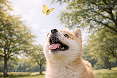 蝶々と遊ぶ,ちょうちょ,蝶々,春,じゃれる,遊ぶ,興味,豆柴の子犬,公園,芝生,いぬ,イヌ,犬,子犬,ドッグ,豆柴,かわいい,カワイイ,可愛い,キュート,ペット,動物,cute,pet,dog,spring,AI生成素材
